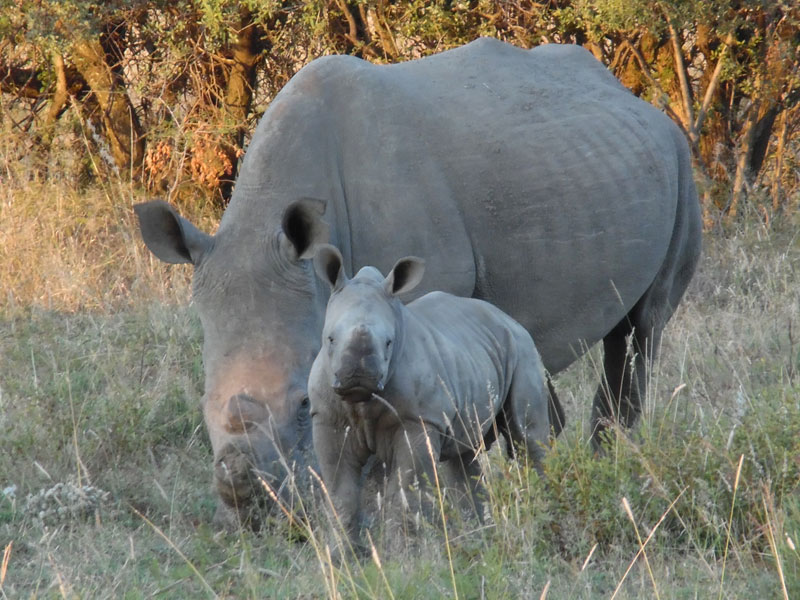 A mother and her calf: Mish and Madolo, age 1 month.