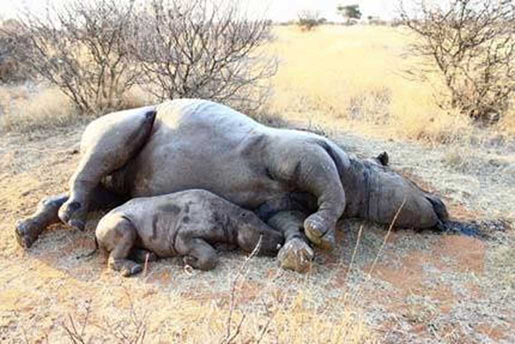 Poachers poisoned the rhino calf after hacking the horn off its mother.
