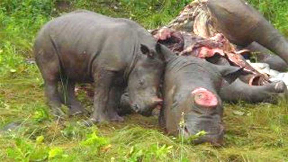 A rhino calf nudges its dead mother.