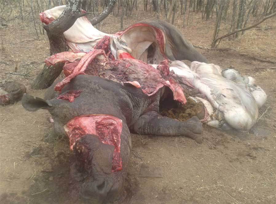 Poachers cut off the horn and butchered this rhino.