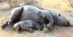 Click here to see the horrors done to rhinos by poachers.